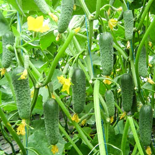 Огурец Кустовой рисунок 1