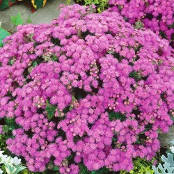 Агератум Рожева куля -My Garden