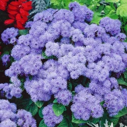 Агератум Синя норка -My Garden