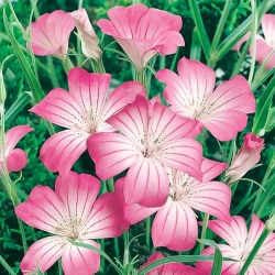 Агростемма Мілас -My Garden