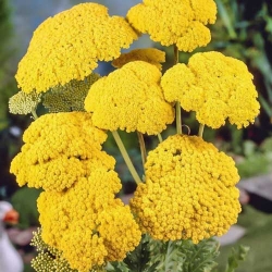 Ахілея Жовта великоквіткова -My Garden