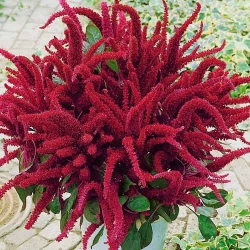 Амарант Метільчастий -My Garden