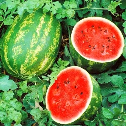 Кавун Бочка меду -My Garden