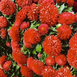 Айстра Маргарита червона -My Garden