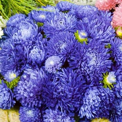 Айстра Міледі Дункельблау -My Garden