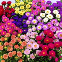 Айстра Мацумото, суміш забарвлень  -My Garden