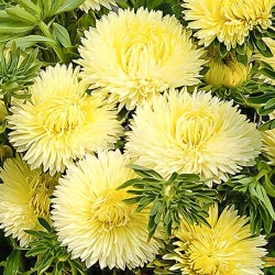 Айстра високоросла Крален Голд -My Garden