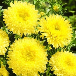 Айстра високоросла Принцеса Хільда -My Garden