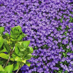 Обрієта Лілово-синій каскад -My Garden