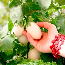 Баклажан балконний Голден Егс -My Garden