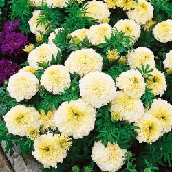 Чорнобривці Білий Кіліманджаро -My Garden