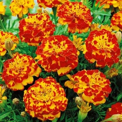 Чорнобривці Медові соти -My Garden