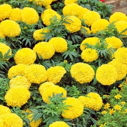 Чорнобривцi Медовий місяць Яскрава зображення 7