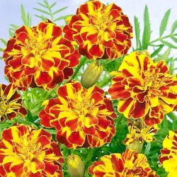 Чорнобривці Боніта Болеро -My Garden