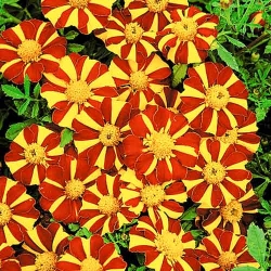 Чорнобривці Містер Маджестік -My Garden