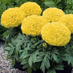 Чорнобривці Лимонний принц -My Garden