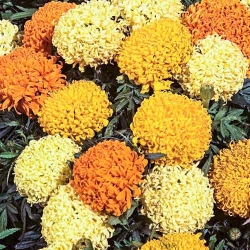 Чорнобривці високорослі Фантастік, суміш забарвлень -My Garden