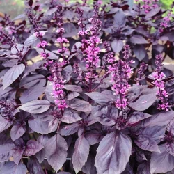 Базилік фіолетовий Темний опал -My Garden