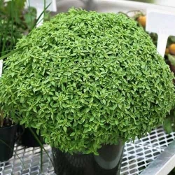 Базилік карликовий Грецький -My Garden
