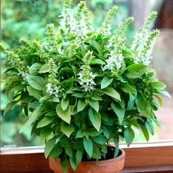 Базилік кімнатний Піколіно -My Garden