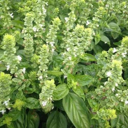 Базилік салатний Мамонт -My Garden