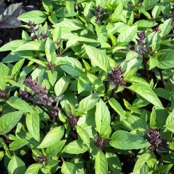 Базилік зелений Гвоздичний -My Garden