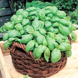 Базилік зелений Кімнатний -My Garden