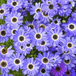 Брахікома блакитна -My Garden