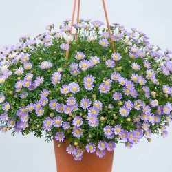 Брахікома Блакитний вогник -My Garden