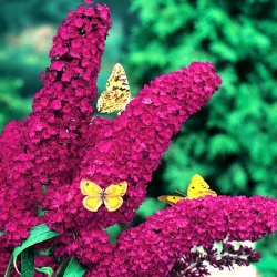Буддлея Давіда Роял Ред -My Garden