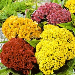 Целозія гребінчаста Кораловий сад, суміш забарвлень -My Garden