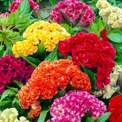 Целозiя гребінчаста Махрова, сумiш забарвлень -My Garden