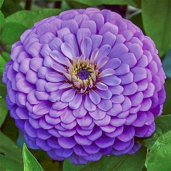 Цинiя Фіолетова Королева -My Garden