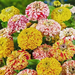 Цинiя Карнавал -My Garden
