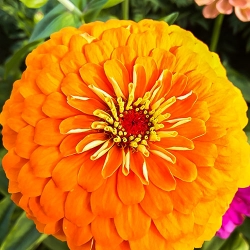 Цинiя Помаранчева Королева -My Garden