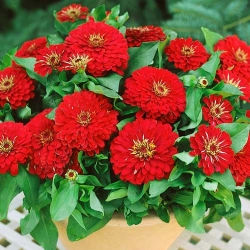 Цинія високоросла Вишнева королева -My Garden