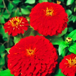 Цинiя Вишневий король -My Garden