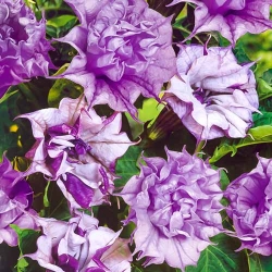 Датура махрова фіолетова -My Garden