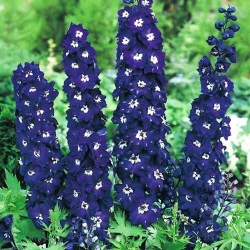 Дельфiнiум Король Артур -My Garden