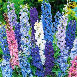 Дельфініум Магічний фонтан, суміш забарвлень -My Garden