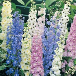 Дельфініум Чарівний фонтан -My Garden