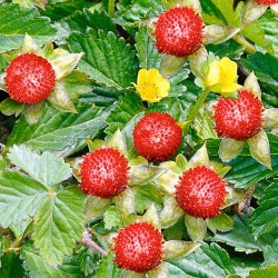 Дюшенея індійська -My Garden
