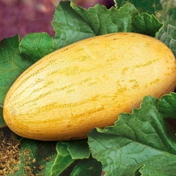 Диня Карамель -My Garden