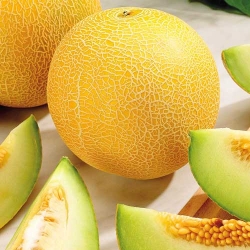 Диня Медок -My Garden