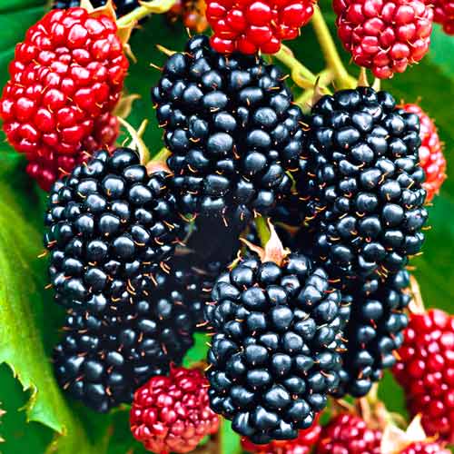 Ожина Біг Макс XXL -My Garden