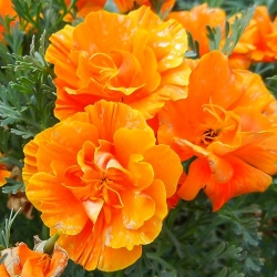 Ешольція Абрикосовий Шифон -My Garden