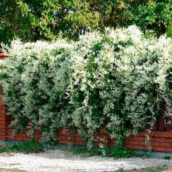 Фаллопія Ауберта зображення 7
