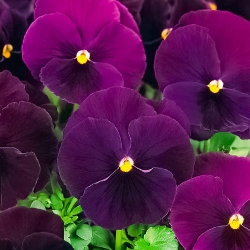 Фіалка Швейцарський гігант фіолетовий -My Garden