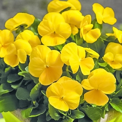 Фіалка Швейцарський гігант жовтий -My Garden
