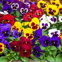 Фіалка Швейцарський гігант, суміш забарвлень -My Garden